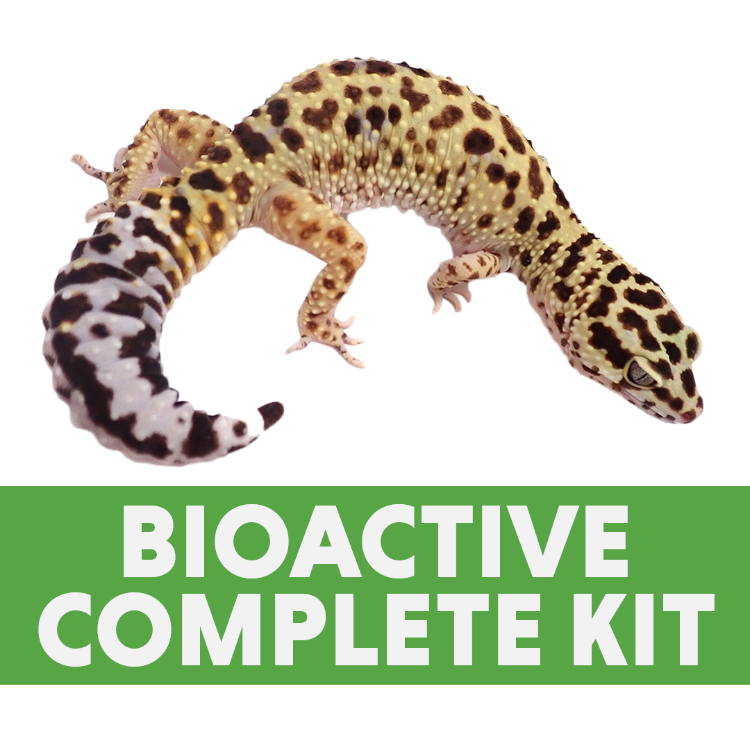 Leopard Gecko BIOACTIVE Complete Kit (24x18x12)