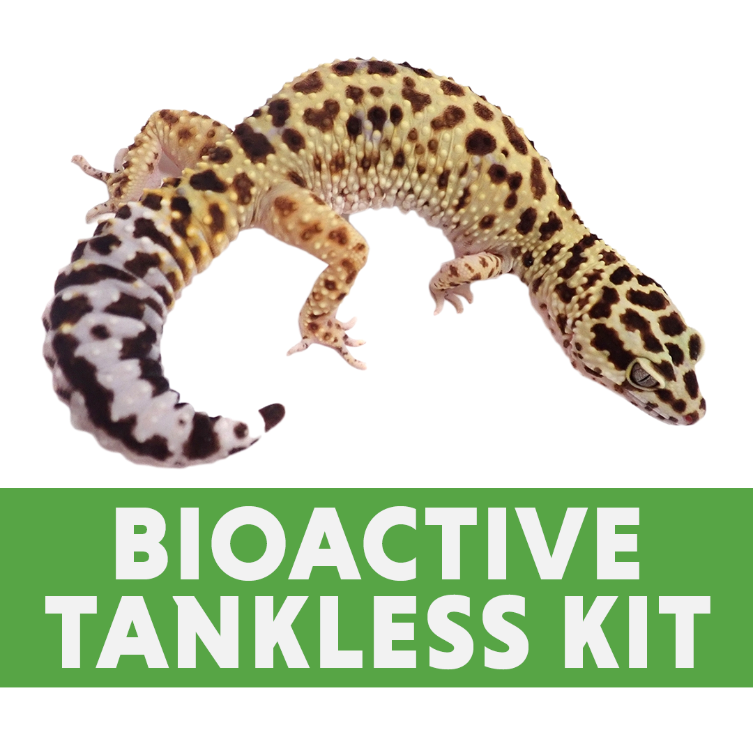 Leopard Gecko BIOACTIVE Tankless Habitat Kit (20 Gallon Long)