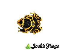 Dendrobates leucomelas (Captive Bred) - Bumble Bee Dart Frog
