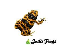 Dendrobates leucomelas TADPOLE - Bumble Bee Dart Frog
