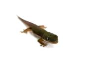 Lined Day Gecko - Phelsuma lineata (Captive Bred)