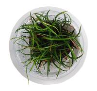 Littorella uniflora ‘American Shoreweed’ (In-Vitro Tissue Culture)