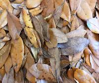 BULK Live Oak Leaf Litter (24x18x18" Box, Loose Leaves)