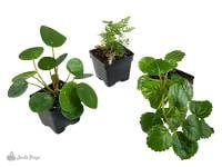 'Feeling Lucky' Vivarium Plant Kit (3 Plants)