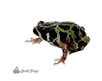 Madagascan Rain Frog - Scaphiophryne madagascariensis (Captive Bred)