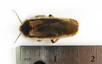 Adult Female Dubia Roach (25 count)