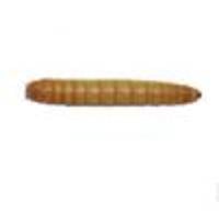 Mealworms (500 Count)