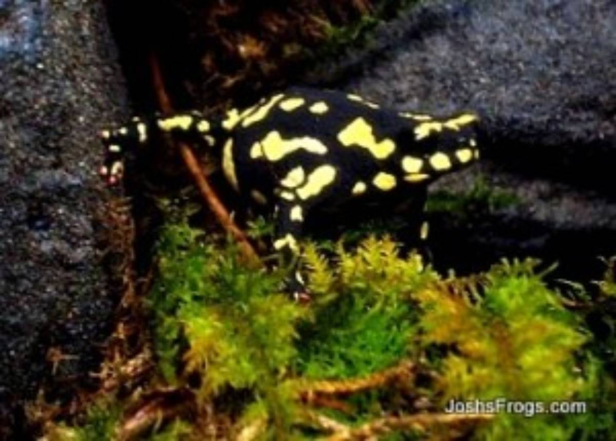 bumble bee toad