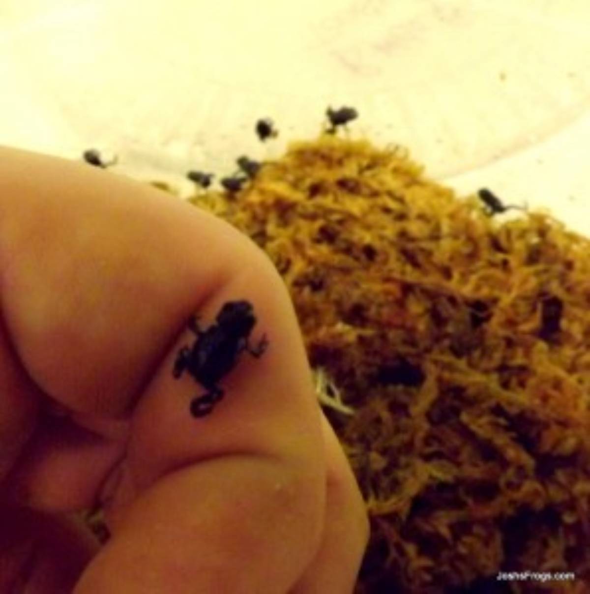 bumble bee toad froglets 