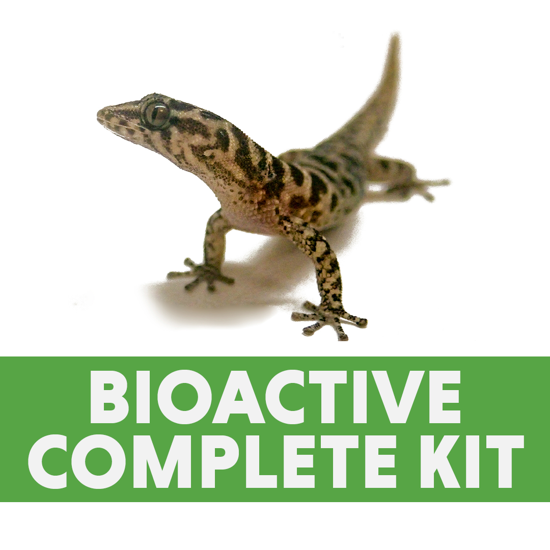 Microgecko Bioactive Complete Kit (12x12x12)