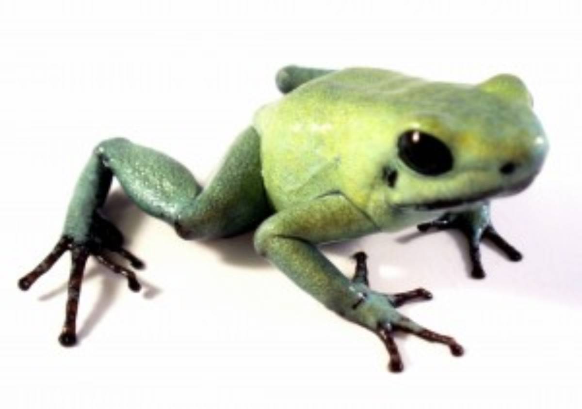 Phyllobates terribilis 'Mint' poison dart frog