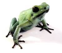 Phyllobates terribilis 'Mint' (Captive Bred) - Golden Poison Dart Frog