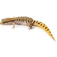 Moroccan Lizard Gecko - Saurodactylus brosseti (Captive Bred)