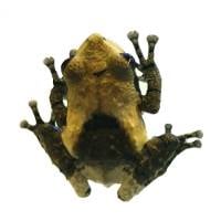 Vietnamese Bird Poop Frog - Theloderma asperum (Captive Bred)