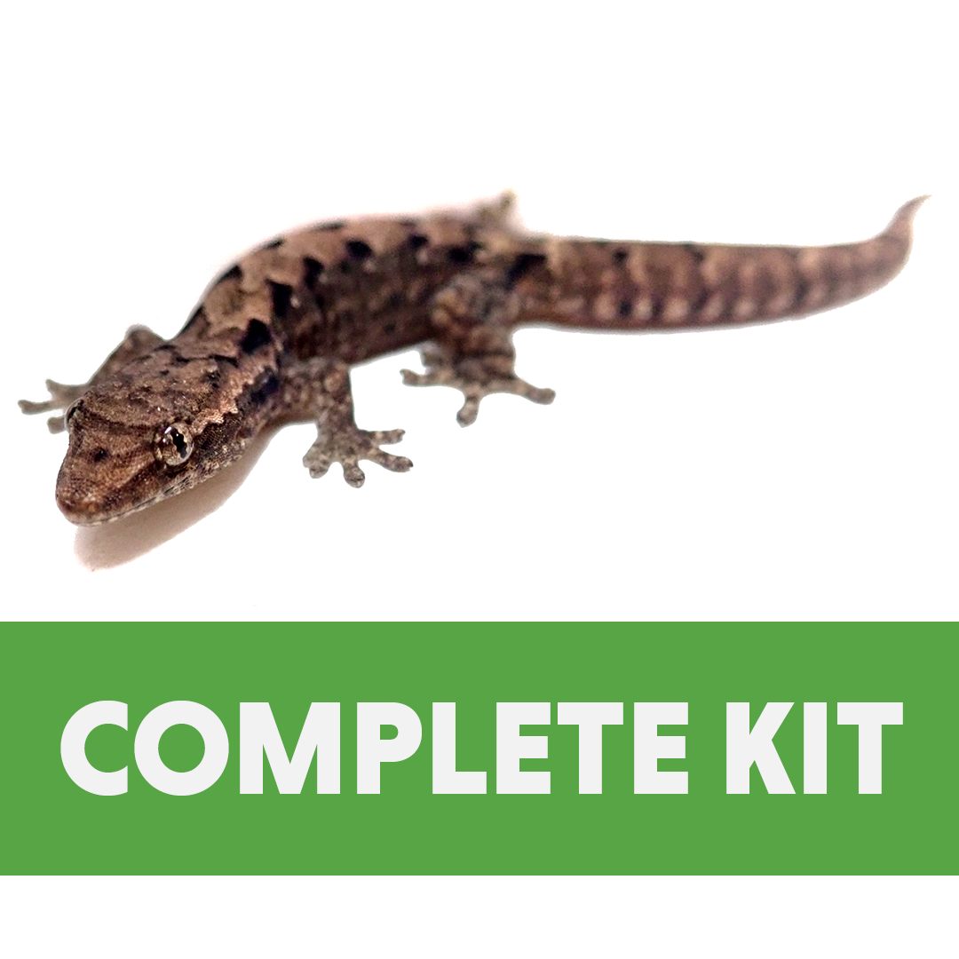 Mourning Gecko Complete Habitat Kit (12x12x18)