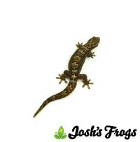 Mourning Gecko - Lepidodactylus lugubris (Captive Bred)