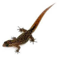 Puerto Rican Crescent Gecko - Sphaerodactylus nicholsi (Captive Bred)