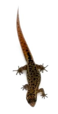 Puerto Rican Crescent Gecko - Sphaerodactylus nicholsi (male)