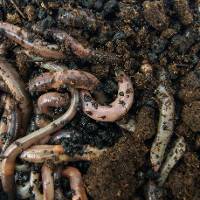 Canadian Nightcrawlers / Earthworms 'Lumbricus terrestris' (500 Count)