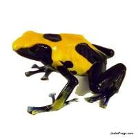 Dendrobates tinctorius 'Nikita' (Captive Bred) - Dyeing Poison Arrow Frog