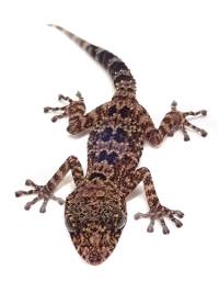 Nosy Be Ground Gecko - Paroedura oviceps (Captive Bred)