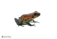Oophaga pumilio ‘Nicky’ - Strawberry Poison Frog (Captive Bred)