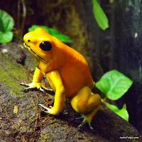 Phyllobates terribilis 'Orange' - Golden Poison Dart Frog (Captive Bred)