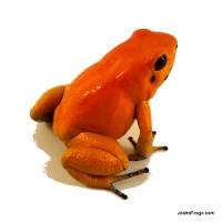 Orange Terribilis Dart Frog (Captive Bred)