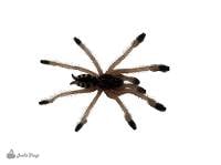 Orange Tree Spider - Amazonius germani ex Pseudoclamoris gigas | 0.25 inch (Captive Bred)