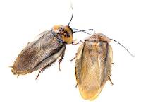 Adult Male Orange Head Roach