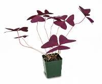 Oxalis regnellii 'Francis' - Purple Shamrock
