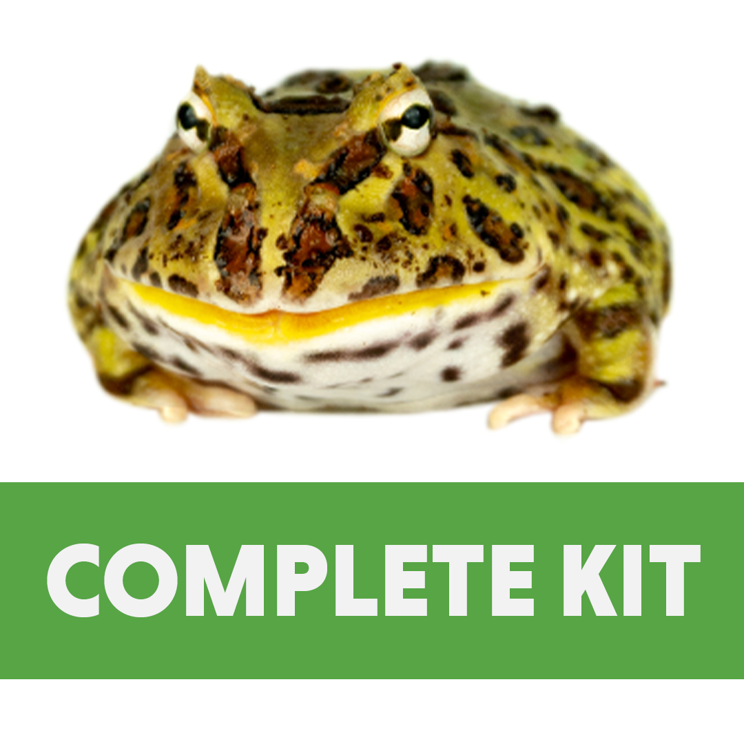 Juvenile Pac-Man Frog Complete Habitat Kit