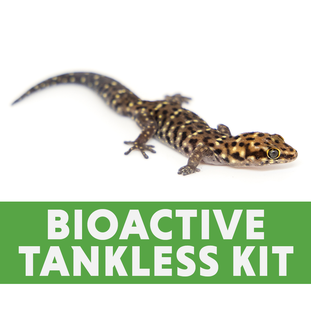 Pachydactylus Gecko BIOACTIVE Tankless Habitat Kit (20 Gallon Long)