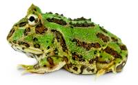 Green Pac-Man Frog - Ceratophrys cranwelli (Captive Bred CBP)