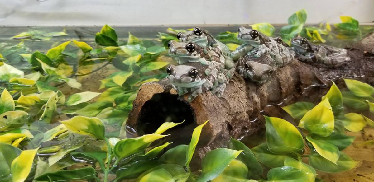 Frogs on a log 