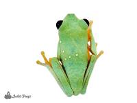 Subadult Red-Eyed Tree Frog - Agalychnis callidryas (Panamanian Captive Bred CBP)