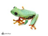 Red-Eyed Tree Frog - Agalychnis callidryas (Panamanian Captive Bred CBP)