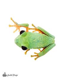 Panamanian Red-Eyed Tree Frog - Agalychnis callidryas (Captive Bred)
