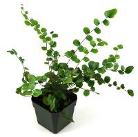 Pellaea rotundifolia 'Button Fern'