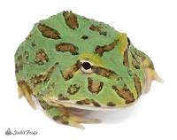 Peppermint Pac-Man Frog - Ceratophrys cranwelli (Captive Bred)