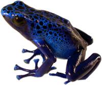 Dendrobates tinctorius 'Azureus' | Blue Poison Dart Frog (Captive Bred) 