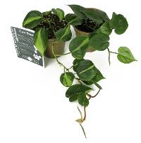 Clean Air Plant in Eco-Friendly Pot - Philodendron cordatum ‘Heartleaf Philodendron’