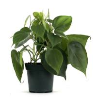 Philodendron cordatum (4" Pot)