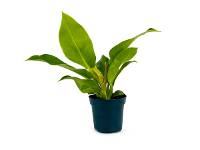 Philodendron 'Moonlight' (4" pot)