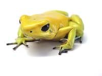 Phyllobates terribilis 'Yellow' - Golden Poison Dart Frog (Captive Bred)