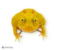 Pikachu Pac-Man Frog - Ceratophrys cranwelli (Captive Bred CBP)