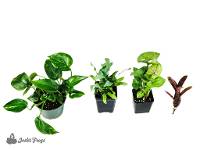 12x12x15 (10 Gallon) Reed Frog Vivarium Plant Kit (4 Plants) 