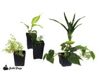 24x18x24 (40 Gallon) Amazon Milk Frog Vivarium Plant Kit (5 Plants) 