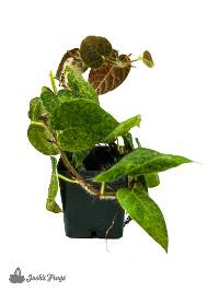 Ficus villosa 'Shaggy-Leaf Fig' 
