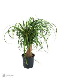 Beaucarnea recurvata 'Ponytail Palm' (4" Pot)